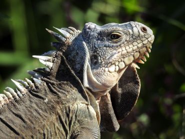 Lesser Antillean iguana (Iguana delicatissima)