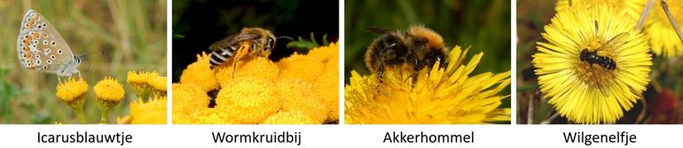 Enkele wilde bestuivers: v.l.n.r. dagvlinder, solitaire bij, hommel en zweefvlieg