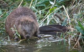 Edwin Giesbers (eenmalig gebruik) Bever