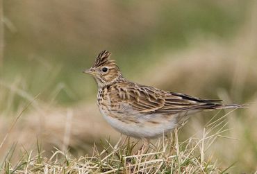 De veldleeuwerik krijgt in het huidige landschap nauwelijks jongen groot