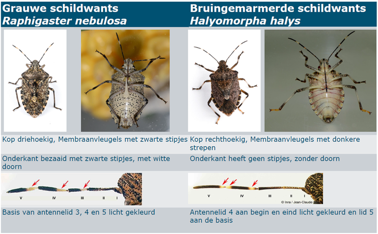 Op basis van een aantal kenmerken is de bruingemarmerde schildwants goed te onderscheiden van de inheemse grauwe schildwants