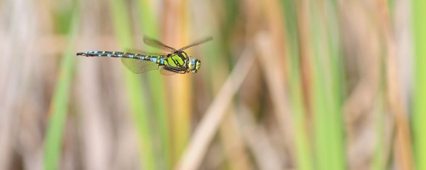Blauwe glazenmaker in vlucht.