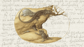 Beschrijvingen van ‘slangen’, Streekarchivariaat Noordwest-Veluwe, Adversaria van Dr. Ernst Brinck, inv. nr. 2058, f. 141 v. en Tekening van een pad, twee hagedissen en een rups door de Antwerpse schilder Joris Hoefnagel (1542-1601). Prent 51 van Animalia Quadrupedia et Reptilia (Washington D.C., National Gallery of Art, 1987.20.6.52).