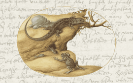 Samengesteld beeld van een tekst van Dr Brinck en een Illustratie van Joris Hoefnagel Beschrijvingen van ‘slangen’, Streekarchivariaat Noordwest-Veluwe, Adversaria van Dr. Ernst Brinck, inv. nr. 2058, f. 141 v. en Tekening van een pad, twee hagedissen en een rups door de Antwerpse schilder Joris Hoefnagel (1542-1601). Prent 51 van Animalia Quadrupedia et Reptilia (Washington D.C., National Gallery of Art, 1987.20.6.52).
