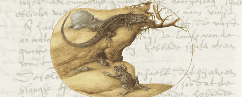 Beschrijvingen van ‘slangen’, Streekarchivariaat Noordwest-Veluwe, Adversaria van Dr. Ernst Brinck, inv. nr. 2058, f. 141 v. en Tekening van een pad, twee hagedissen en een rups door de Antwerpse schilder Joris Hoefnagel (1542-1601). Prent 51 van Animalia Quadrupedia et Reptilia (Washington D.C., National Gallery of Art, 1987.20.6.52).