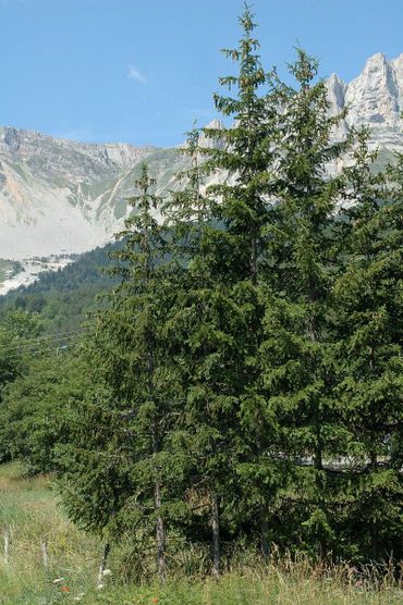 In oerbossen kunnen fijnsparren wel vijfhonderd jaar oud worden