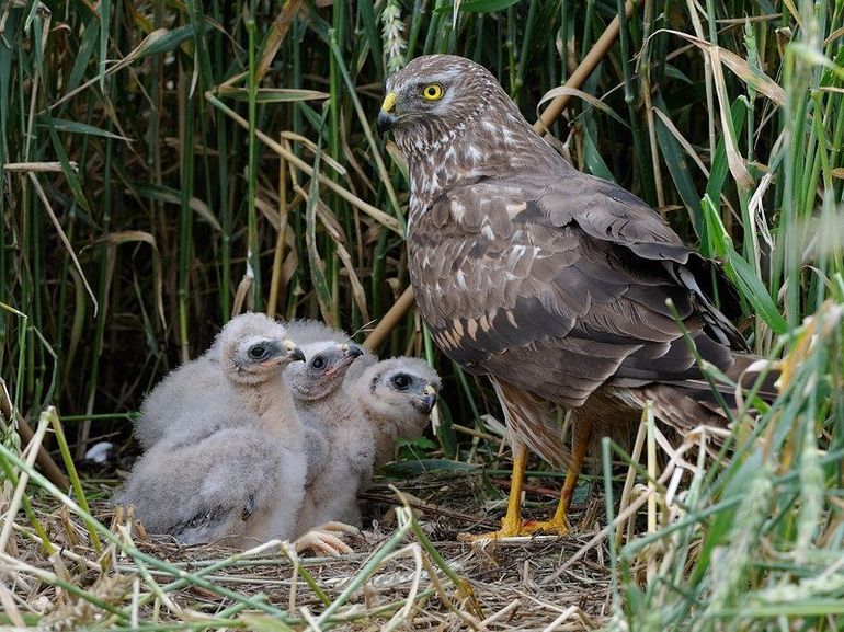 Het beschermde nest blauwe kiekendieven, met kuiken ’Jules’, juli 2011