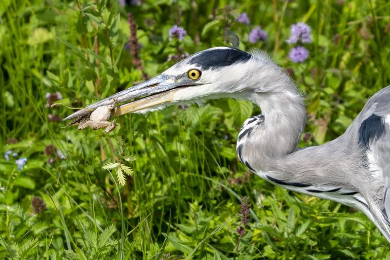 Blauwe reiger