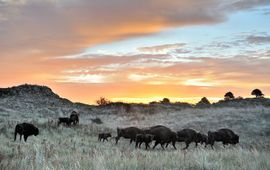 Jasper Doest Wisent in Kraansvlak