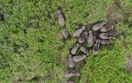 Drone shot of a group of wild Sumatran elephants