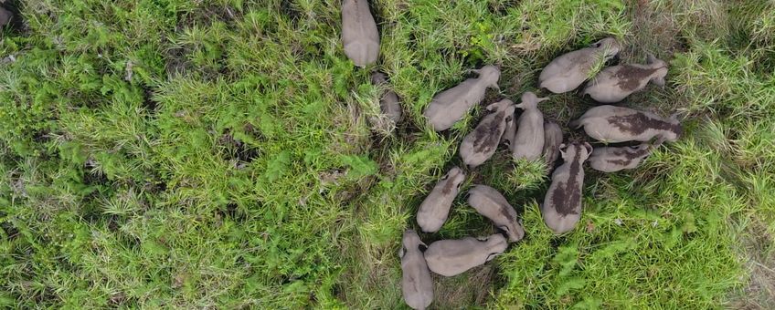 Drone shot of a group of wild Sumatran elephants