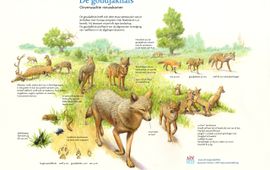 Jeroen Helmer, ARK Natuurontwikkeling De goudjakhals: onverwachte nieuwkomer EENMALIG GEBRUIK