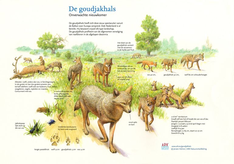 De goudjakhals: onverwachte nieuwkomer