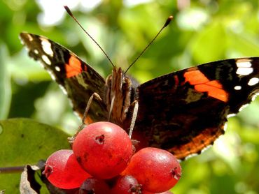 De atalanta staat bekend om de voorkeur voor (rottend) fruit