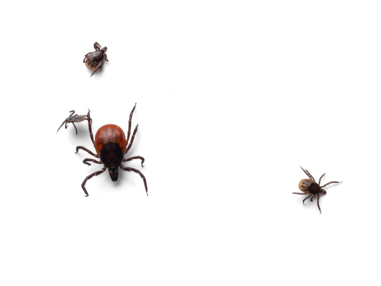 Nature Today | 2025 telde meeste tekenbeetmeldingen in vijf jaar