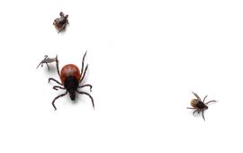 Teken, een vrouwtje en drie nimfen