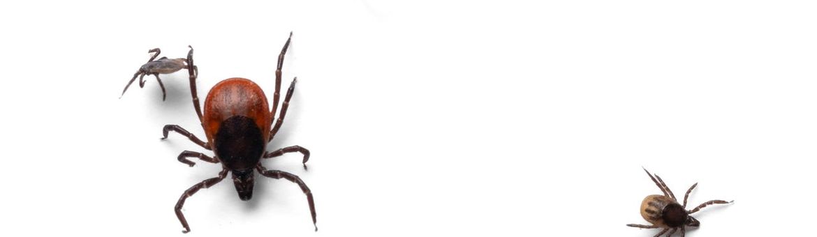 Teken, een vrouwtje en drie nimfen