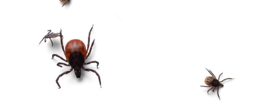 Teken, een vrouwtje en drie nimfen