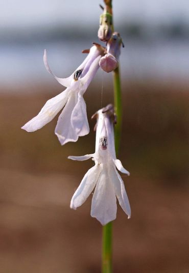 Waterlobelia