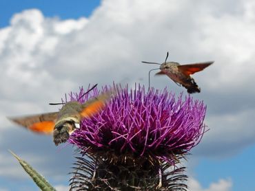 Niet alleen distels worden gebruikt door de kolibrievlinder, maar ook vlinderstruik, phlox en andere bloeiende planten worden bezocht