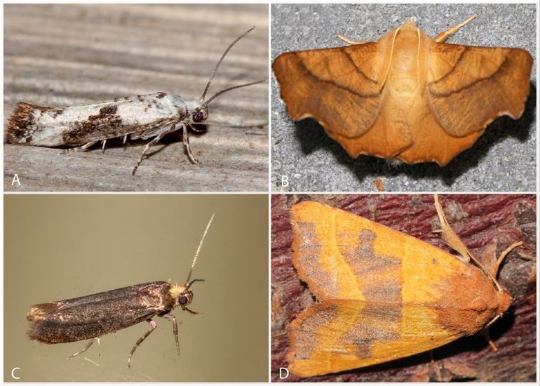 Voorbeelden van nachtvlinders die op essen voorkomen. A: essenmot (Prays fraxinella). B: essenspanner (Ennomos fuscantaria). C: bruine essenmot (Prays ruficeps). D: essengouduil (Atethmia centrago)