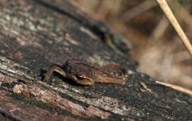Kleine watersalamander juveniel Saxifraga