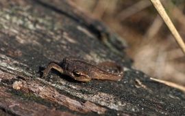 Kleine watersalamander juveniel Saxifraga