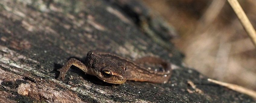 Kleine watersalamander juveniel Saxifraga