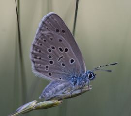 Maculinea alcon. Gentiaanblauwtje