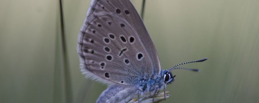 Maculinea alcon. Gentiaanblauwtje