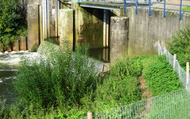 Freek Niewold Voorzieningen voor otterpassage.