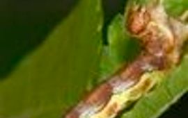 baas rups grote wintervlinder klein