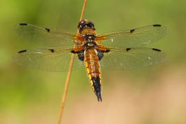 Libellula quadrimaculata. Viervlek