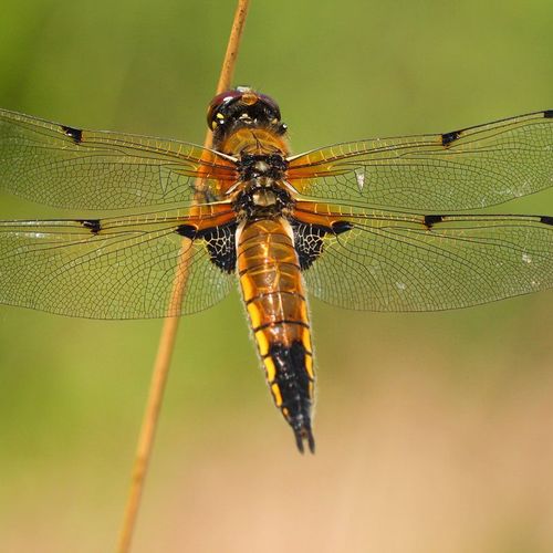 Nature Today | Four-spotted chaser