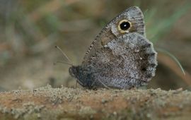 Albert Vliegenthart Hipparchia statilinus, kleine heivlinder