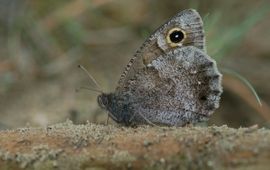 Hipparchia statilinus, kleine heivlinder