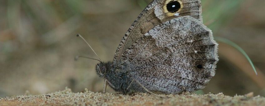 Hipparchia statilinus, kleine heivlinder