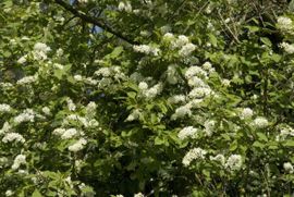 Prunus padus 8, Gewone vogelkers, Bird cherry flowering