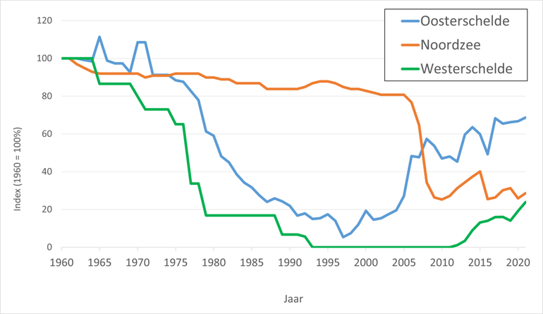 Trends in het verloop van de aantallen Purperslakken per vierkante meter op de monitoringlocaties in de Oosterschelde, Westerschelde en langs de Noordzeekust, waarbij het indexcijfer van 1960 op honderd procent is gesteld. Rond 1960 waren op de tellocaties in de Oosterschelde gemiddeld 23 exemplaren per vierkante meter aanwezig, in de Westerschelde waren dat er 18 en langs de Noordzeekust gemiddeld 56