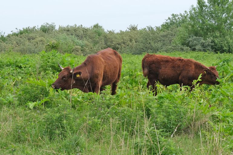 Rode geuzen - een runderras - vinden reuzenberenklauw ook lekker