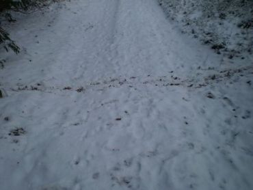 Wissel vermoedelijk (onder andere) wild zwijn