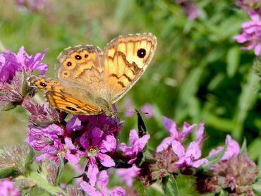 The wall, a species that benefits from nature-inclusive agriculture