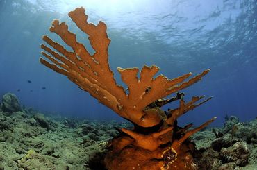 Elkhorn coral