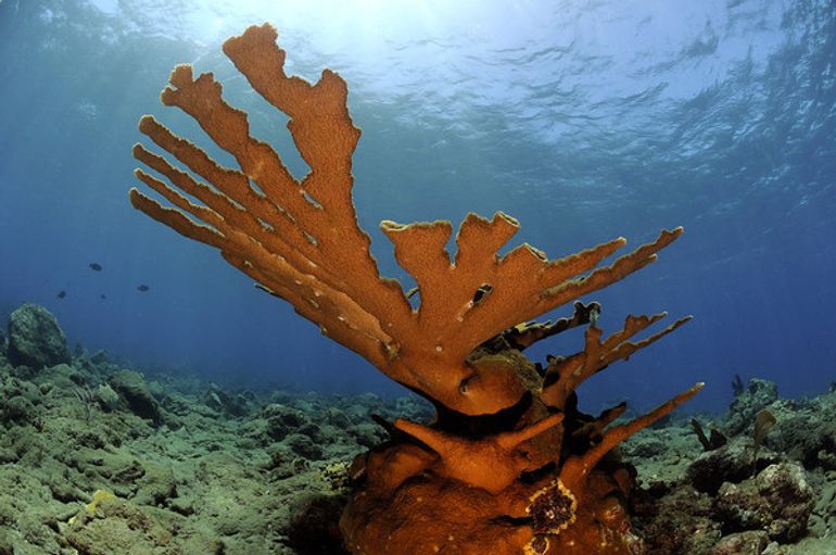 Acropora palmata