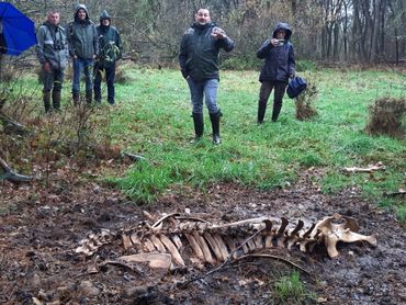 Tijdens de excursie ook langs een wisentkadaver in het veld