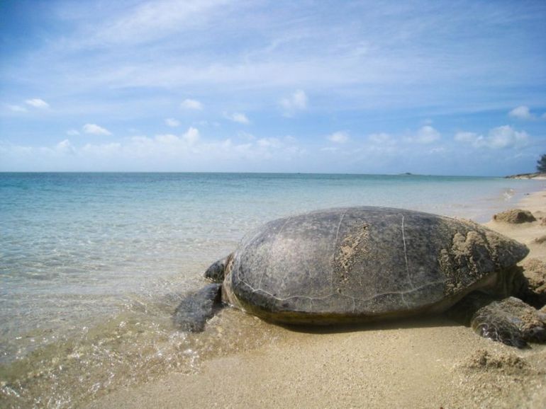 A green sea turtle returns to the water following examination by researchers
