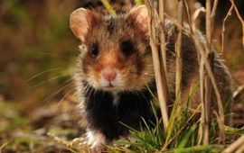 Rollin Verlinde hamster eenmalig klein