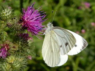 Bij kwartier- en transecttellingen worden alle vlinders of libellen die je ziet doorgegeven, dus ook de (klein geaderd) witjes