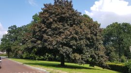 Acer platanoides, vrij uitgroeiend