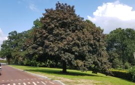 Acer platanoides, vrij uitgroeiend